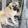 Anatolian Shepherd Puppies