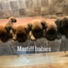 English mastiff puppies for sale