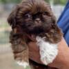 AKC Shih tzu female ready to join her forever family