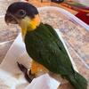 Black Headed Caique Babies