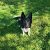 19 month old female Border Collie