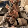 Canadian Sphynx 2 sweet muffin boys Miracle and Zorro. Born 06.21.2023. Fixed