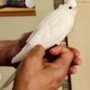 Perfect Companion: Albino 1-Month-Old Cockatiel, Hand-Fed, Smart, and Affectionate!