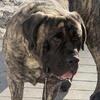 English Mastiff AKC REGISTER 1200-2500
