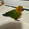 Hand fed Sun conure baby