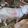 Price reduced Two yearling nigerian dwarf does