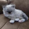 Brentwood Rags Cattery - Beautiful Mink Ragdolls