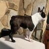 AKC Brindle Boston Terrier Male