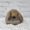 Available Holland Lop Bun Bun!