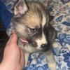 Akc Siberian Husky