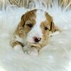 Mini Bernedoodles 