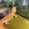 Bearded Dragons