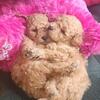 ❤️🐩My CUTEST Purebred TOY POODLE GIRLS!🐩❤️