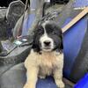 Newfie/Great Pyrenees Female