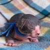 TICA reg Sphynx kittens