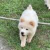 Chow Chow white Puppies 