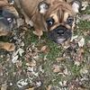 English bulldog 
