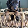 mini dachshund puppy