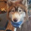 Purebred Siberian Husky, Intelligent