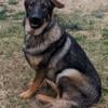 AKC German Shepherd dark sable