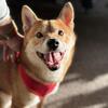 Shiba Inu purebred puppy - male