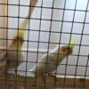 2 pairs of cockatiels 