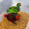 Eclectus