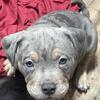 Bully babies
