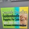 LICENSED BREEDER Goldendoodles