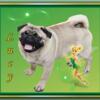 Beautiful Fawn Intact Young Female Pug  ADOPTED