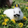 Netherland Dwarf Baby Rabbit