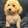 Miniature Poodle Puppy