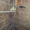 European greenfinch finches