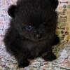 Blk male Pomchi super cute