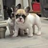 French Bulldog puppies For Sale