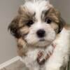 SHIH TZU POODLE PUPPIES