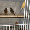 5 Female Canaries Available $45