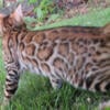 BROWN SPOTTED MALE BENGAL KITTEN