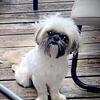 Shih Tzu Stud only ckc imperial (tiny)