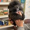 Pomeranian puppies . 