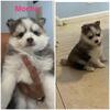 Pomsky- Mocha