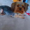 CKC MALE YORKIE
