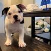 Exotic bully female puppy