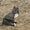 Abkc stud open 