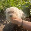 West Highland White Terrier  puppy