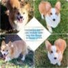 Planned AKC & CKC Pembroke Welsh Corgi Litters