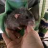 DUMBO Rats ( Fuzzy )