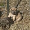 Cane Corso Puppies