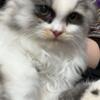 Persian Kitten 2 month