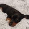 Miniature Dachshund Male Puppies